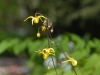 Epimedium davidii - tall form