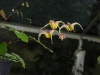 Epimedium davidii x acuminatum
