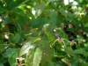 Epimedium davidii x acuminatum from Spinners Nursery