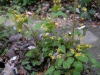 Epimedium davidii