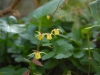 Epimedium davidii