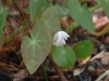 Epimedium diphyllum