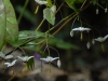 Epimedium dolichostemon