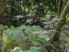 Epimedium 'Domino'