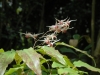 Epimedium 'Domino'