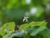 Epimedium elachiphyllum