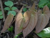 Epimedium franchettii 'Brimstone Butterfly' foliage
