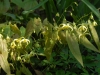 Epimedium franchettii - probably