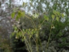 Epimedium grandiflorum subsp. koreanum