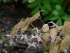Epimedium 'Madame Butterfly'