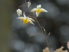 Epimedium 'Manderin Star'
