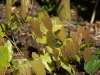 Epimedium milianthemum - new Japanese Species? from Edrum Nursery