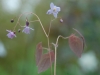 Epimedium 'Mine No Fubuki'