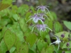 Epimedium 'Myojo'