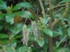 Epimedium myrianthum