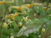 Epimedium 'Path Finder'