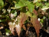 Epimedium 'Path Finder' new foliage indicating possible male parent of E.wushanense 'Caramel'