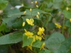 Epimedium perralderianum