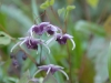 Epimedium 'Phoenix' -flowers