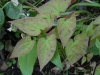 Epimedium 'Phoenix' -new leaves