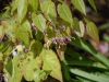 Epimedium 'Phoenix'