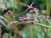 Epimedium 'Pink Champagne'