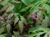 Epimedium 'Pink Champagne'