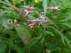 Epimedium 'Pink Champagne'