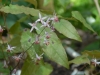 Epimedium Pink Elf'