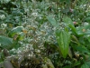 Epimedium pubescens from Washfield Nursery