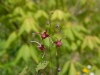 Epimedium 'Red Maximum'