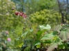 Epimedium 'Red Maximum'