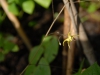 Epimedium reticulatum from Edrum Nursery