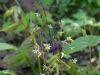 Epimedium sagittatum / myrianthum large flowered form