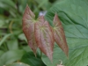 Epimedium sagittatum 'Warlord' - new leaves