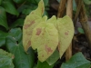Epimedium species from Jainxi -new leaves - from Edrum Nurseries