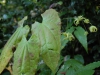 Epimedium Species Af. chlorandrum from Europa Nursery