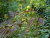 Epimedium species aff. fangii