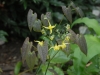 epimedium species aff. fangii