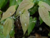 Epimedium Species from Chen Yi E. stellulatum?