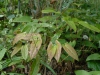 Epimedium Species from Chen Yi like a robust E. sagittatum