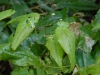 Epimedium species from Chen Yi sagittatum?