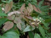 Epimedium Species From Chen Yi E. acuminatum?