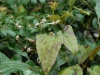 Epimedium Species from Chen Yi, possibly E. acuminatum