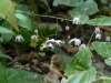 Epimedium Species from Chen Yi, possibly E. mikinorii