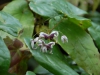 Epimedium Species from Chen Yi, possibly E. mikinorii