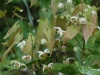 Epimedium 'Spinners Special'
