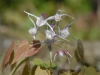 Epimedium 'Tama No Gempei'