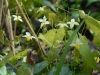 Epimedium 'Totnes Turbo'