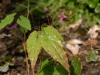 Epimedium 'William Stearn'